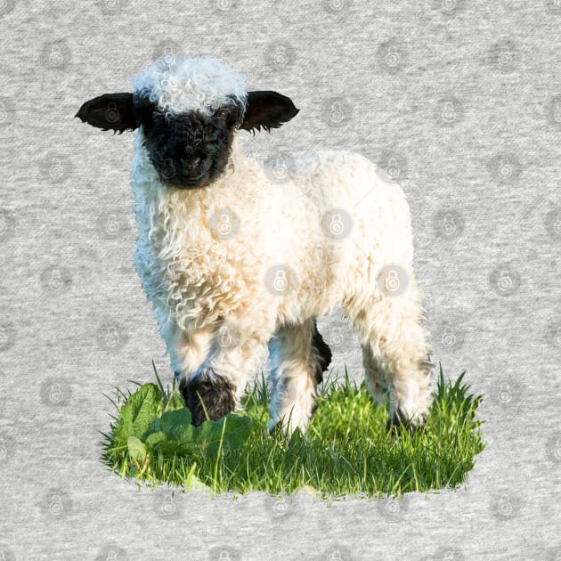 Valais Blacknose Lamb in a Meadow by Jane Stanley Photography